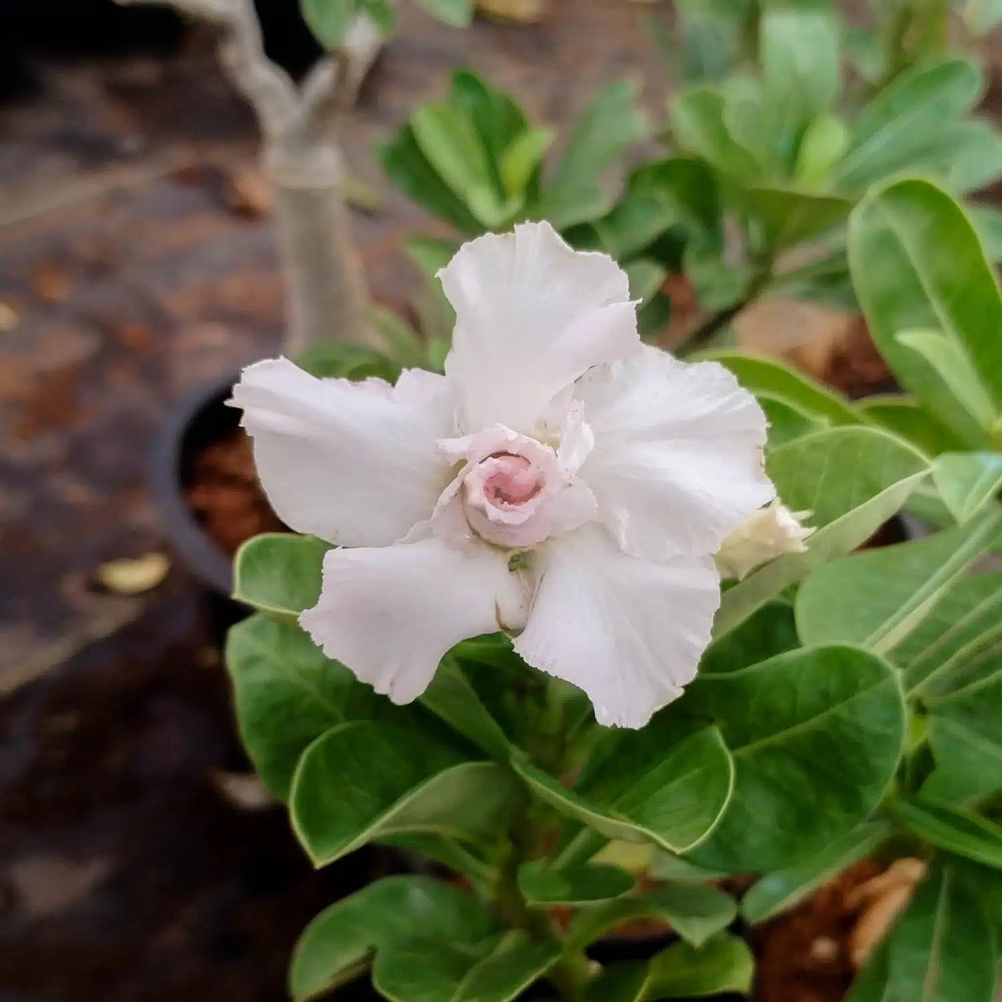 Grafted Rosy Verity Adenium Plant( White Colour ) - Naturemart.in