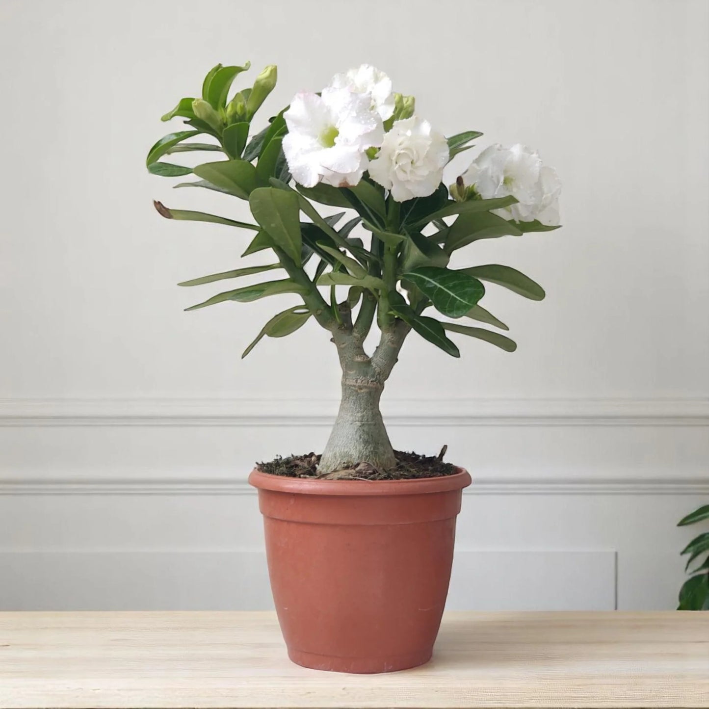Grafted Rosy Verity Adenium Plant( White Colour ) - Naturemart.in