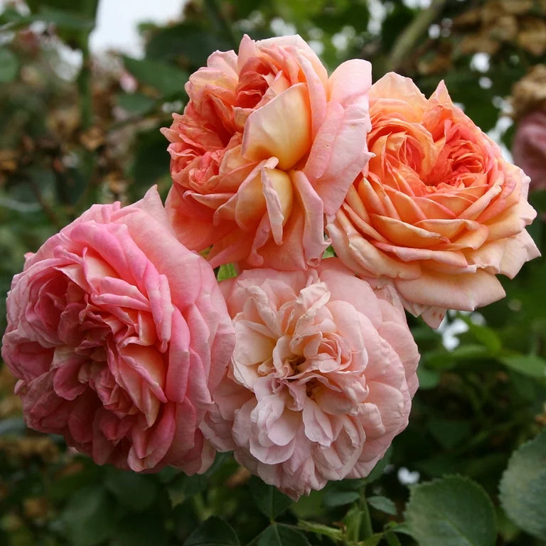 Hybrid Climbing Rose Flower Plants - Naturemart.in