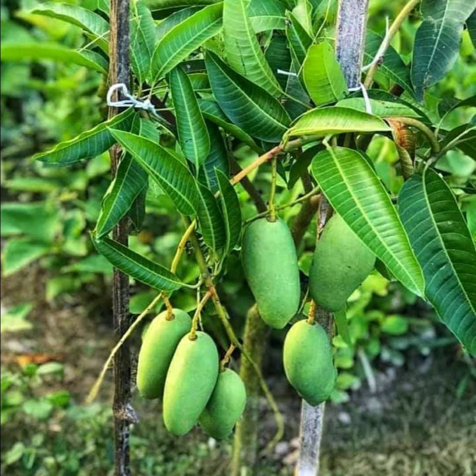 All Time Mango Fruit Plant Grafted - Naturemart.in