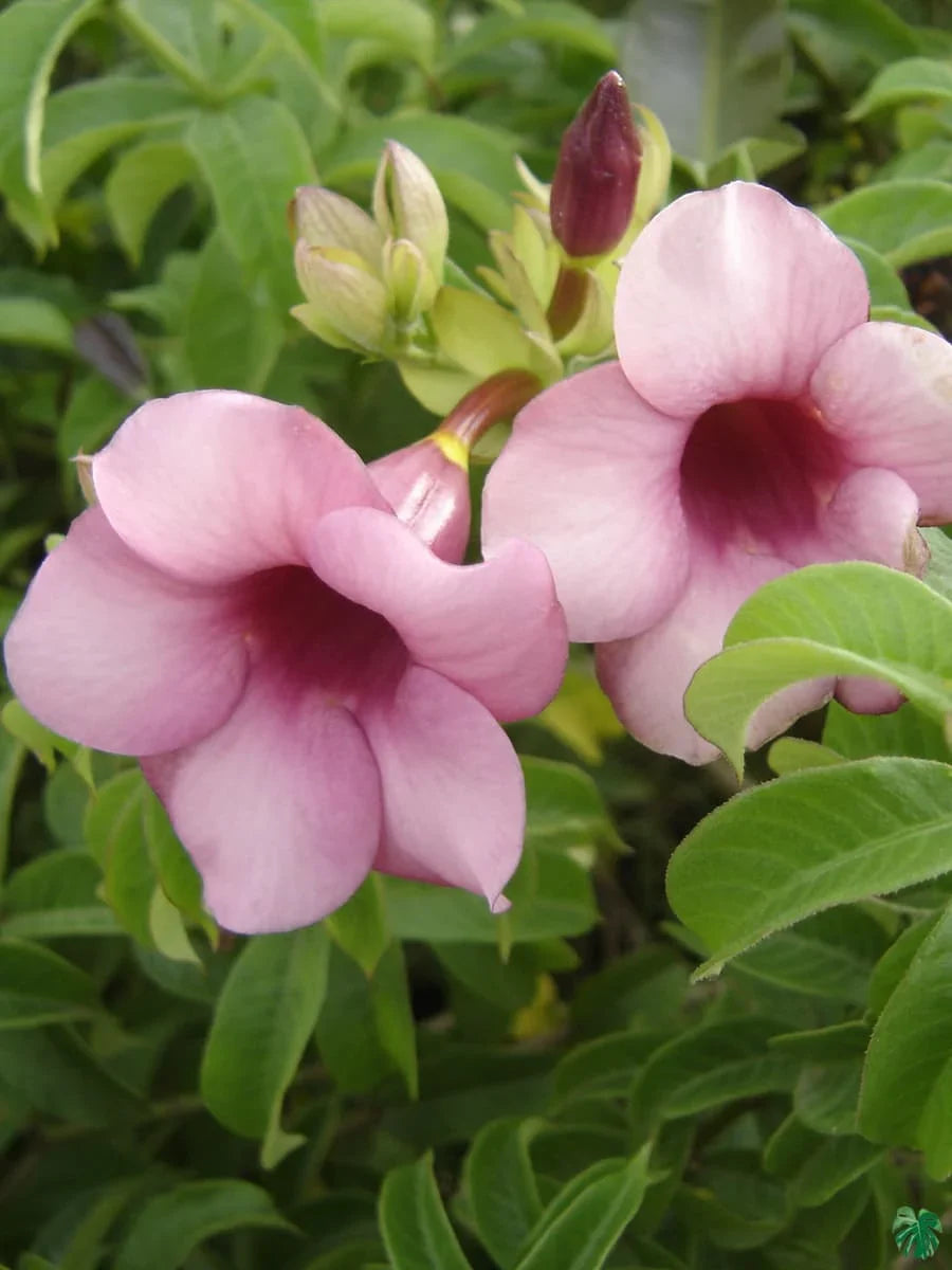 Allamanda Flowers Plant-Pink Colour - Naturemart.in