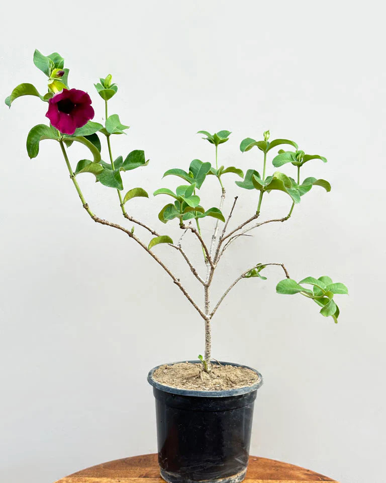 Allamanda Flowers Plant-Red Colour - Naturemart.in