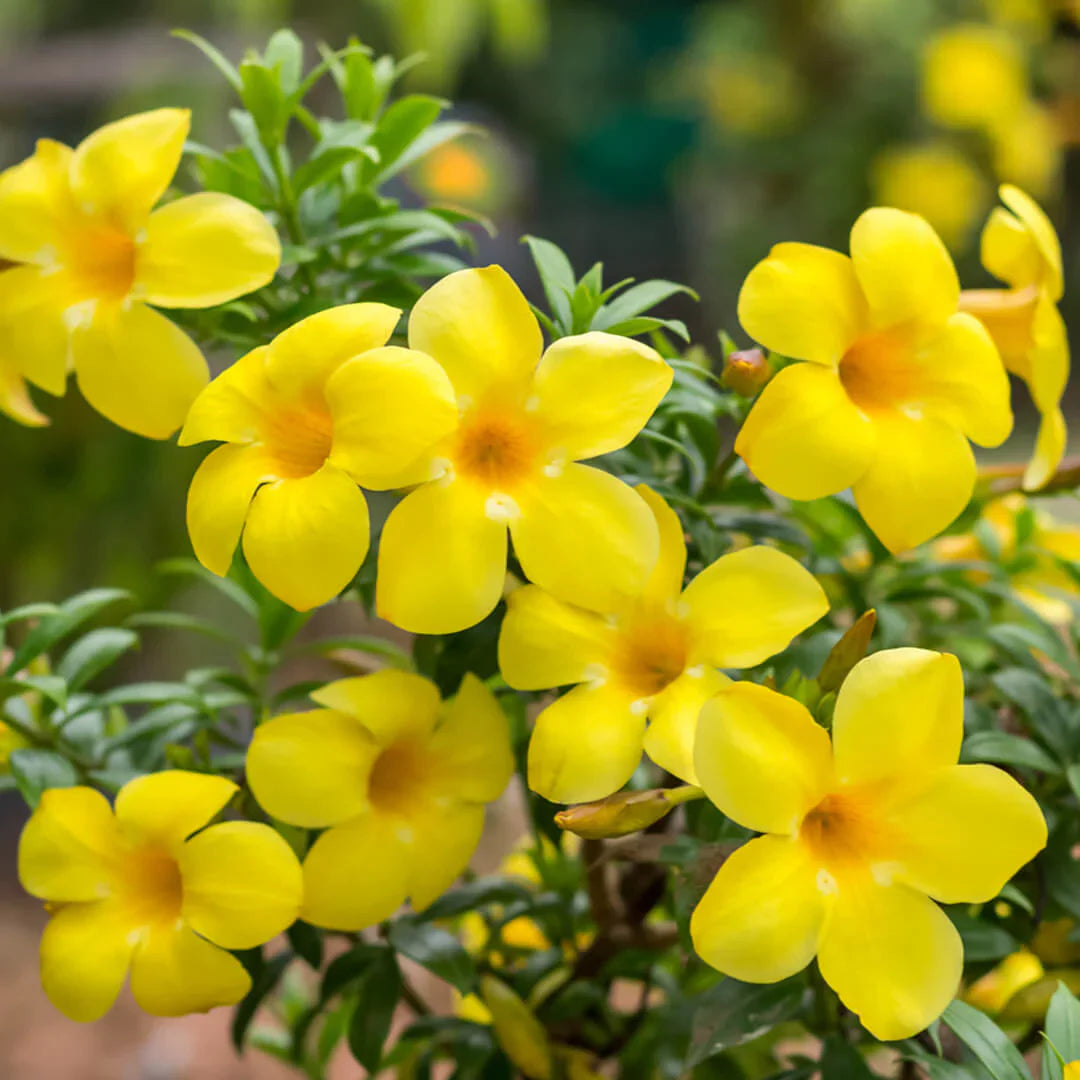 Allamanda Flowers Plant-Yellow Colour - Naturemart.in