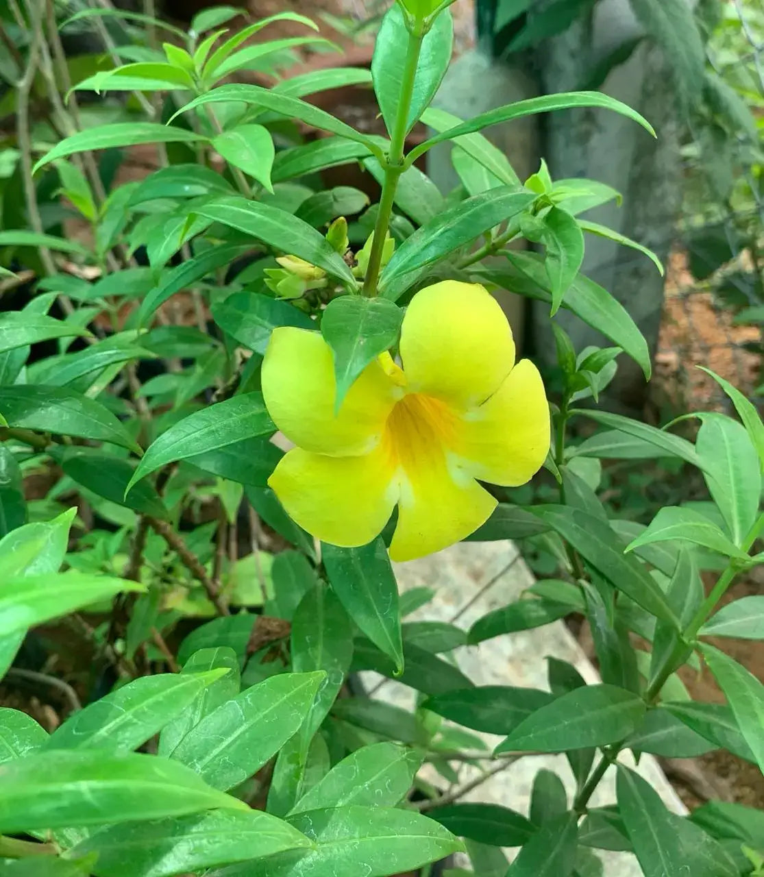 Allamanda Flowers Plant-Yellow Colour - Naturemart.in