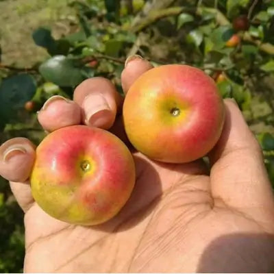 Grafting All Time Red Apple Ber- Fruit Plants - Naturemart.in