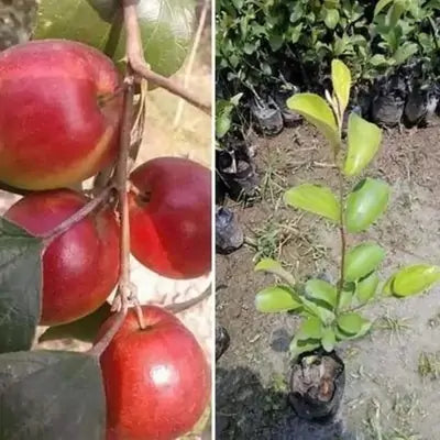 Grafting All Time Red Apple Ber- Fruit Plants - Naturemart.in