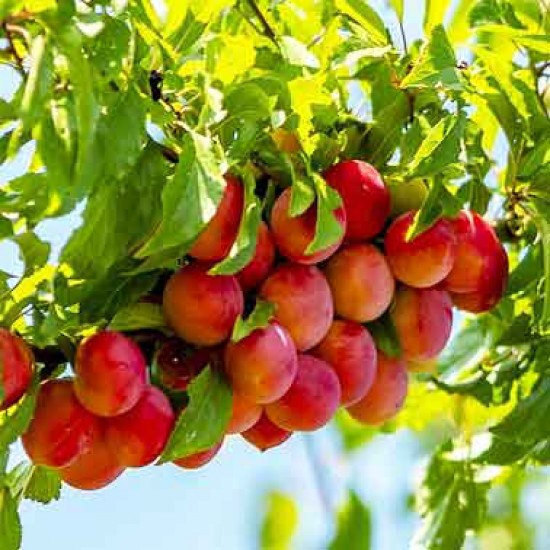 Hybrid Alubukhra- Grafting Fruit Plant - Naturemart.in