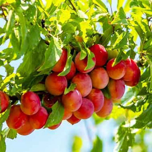 Hybrid Alubukhra- Grafting Fruit Plant - Naturemart.in