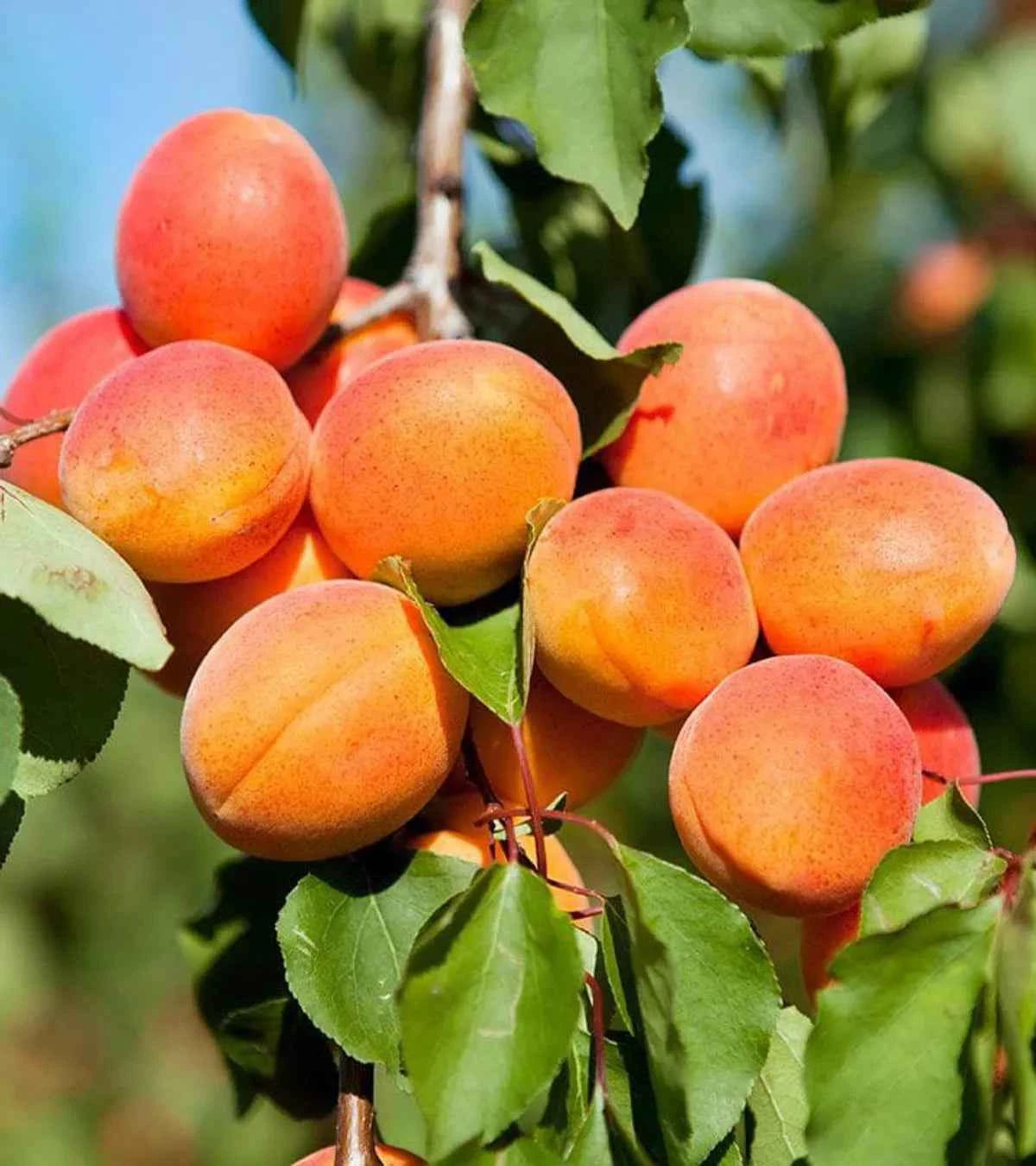 Apricot Fruit Plant