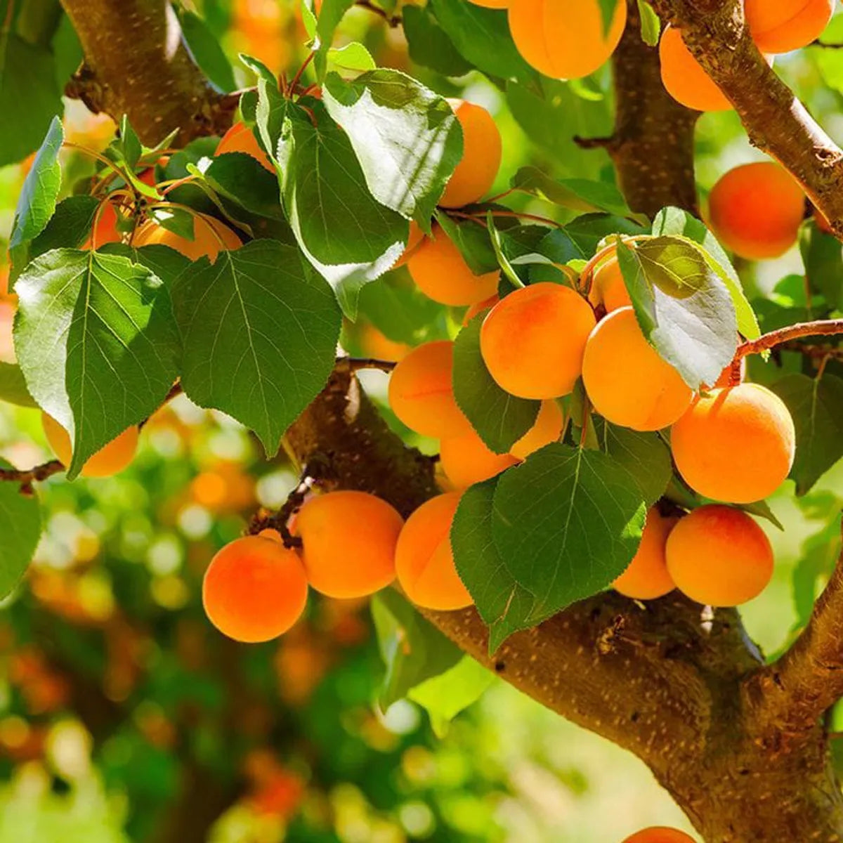 Apricot Fruit Plant - Naturemart.in