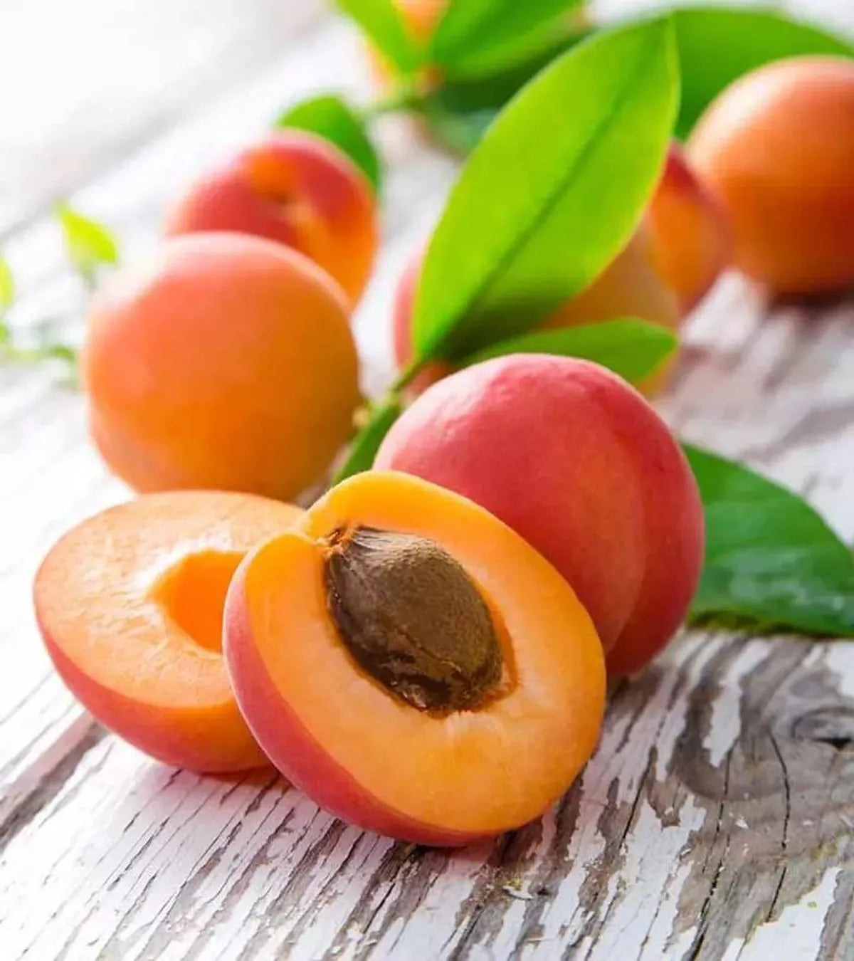 Apricot Fruit Plant - Naturemart.in