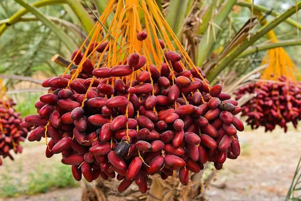 Arabian hybrid date plant - Naturemart.in