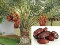 Arabian hybrid date plant - Naturemart.in
