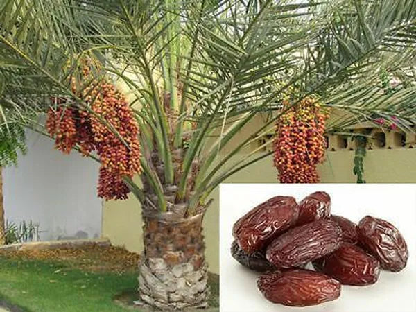 Arabian hybrid date plant - Naturemart.in