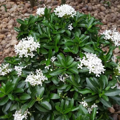 Chinese Ixora Flowers Plant (White) - Naturemart.in