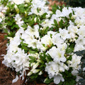 Azalea Flowers Plant(white) For Gardening - Naturemart.in