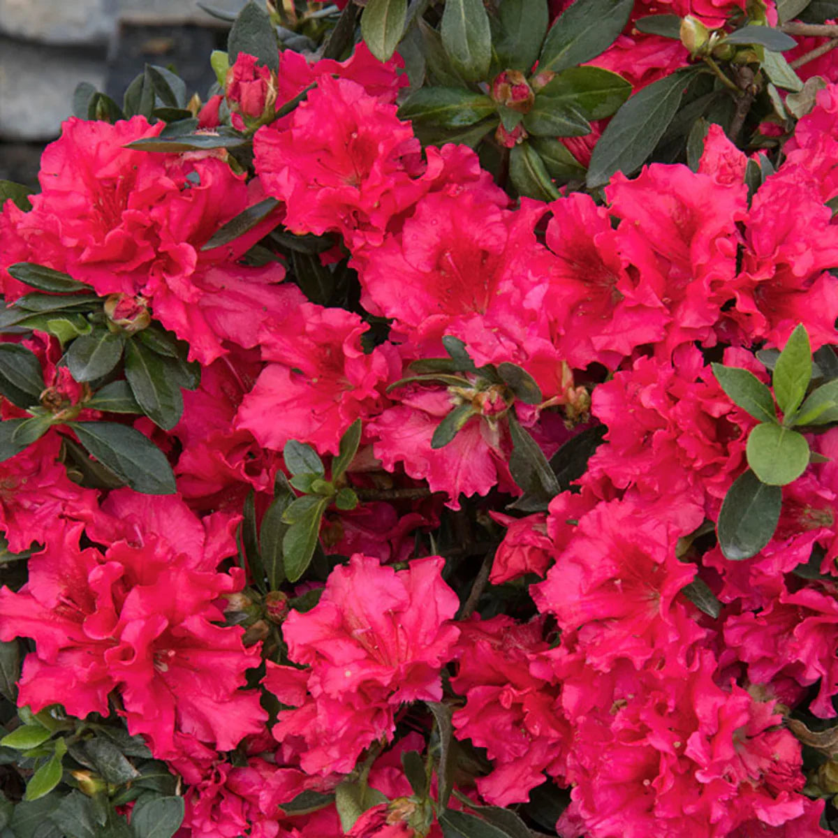 Azalea Flowers Plant(Red Colour) - Naturemart.in