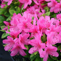 Azalea Flowers Plant For Gardening - Naturemart.in