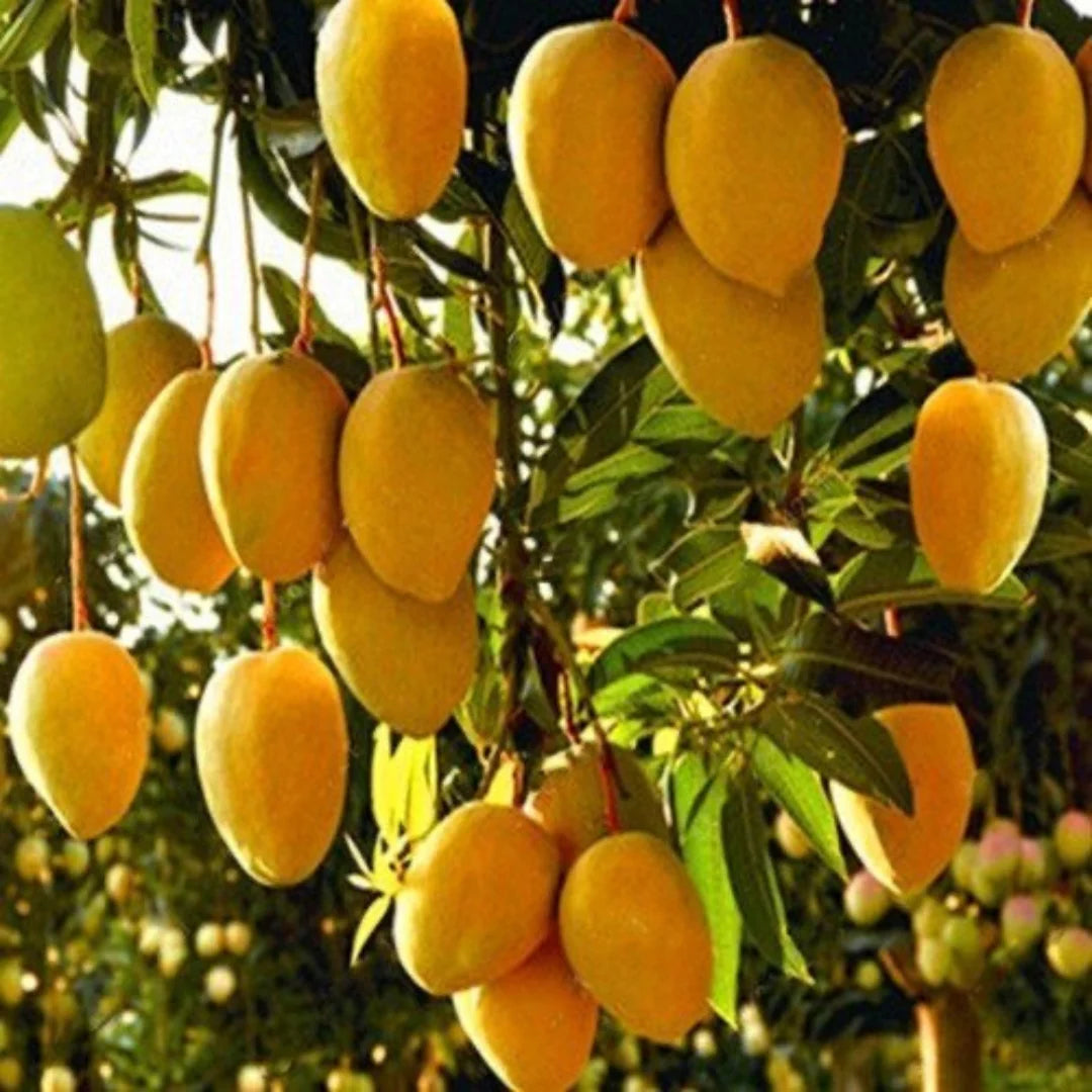 Amrapalli Mango Fruit Plant (Grafted) - Naturemart.in