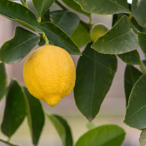All Time Kagaji Lemon Plant - Naturemart.in