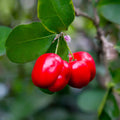 Barbados Cherry Plant For Gardening - Naturemart.in