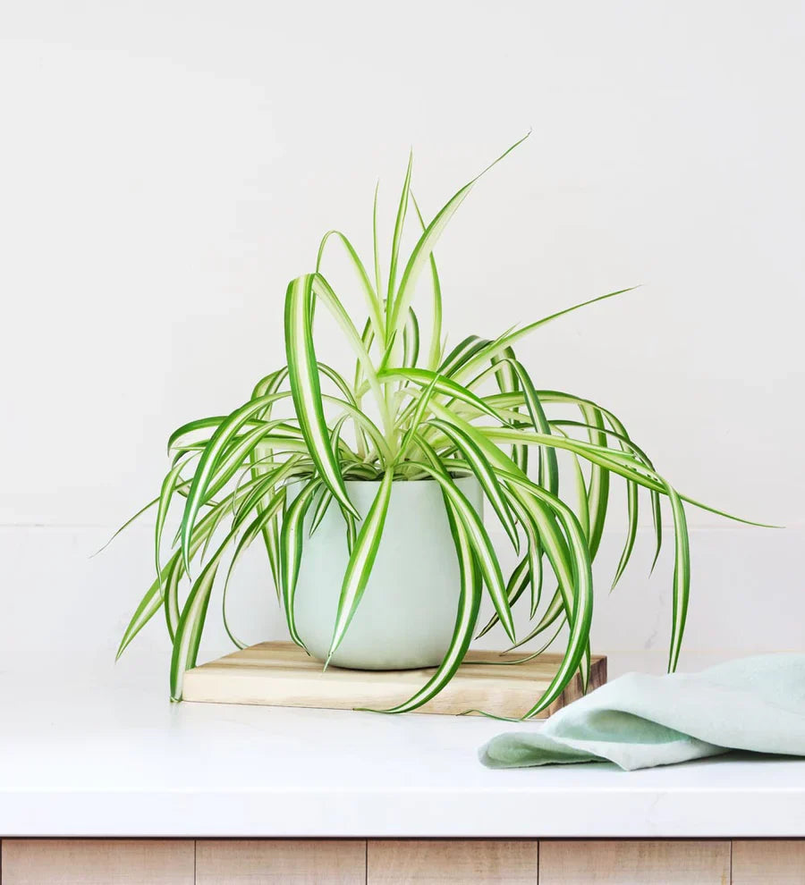 Spider Plant - Naturemart.in