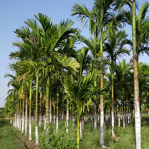 Supari Plant | Betel Nut Fruit Plant. - Naturemart.in