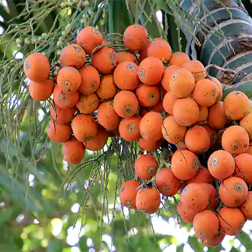 Supari Plant | Betel Nut Fruit Plant. - Naturemart.in