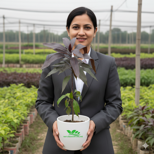 Black Stone Mango Plant-Grafted - Naturemart.in