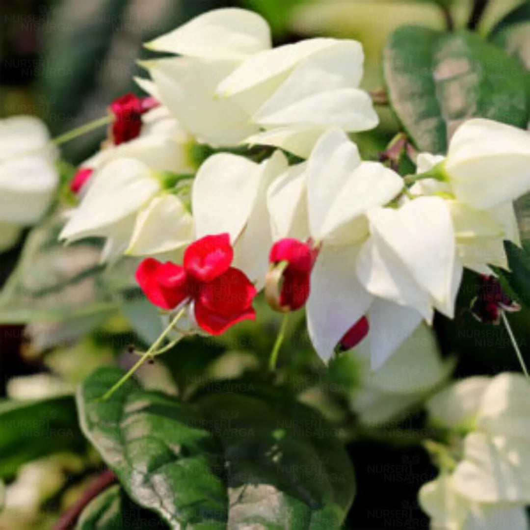 Bleeding Heart Vine White Creepers - Naturemart.in