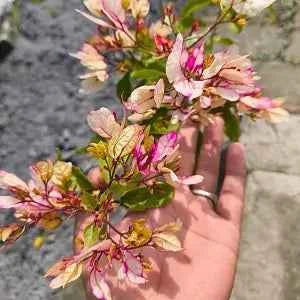 Bidadari Bougainvillea Flower Plant