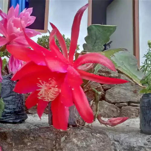 Brahma kamal Red Flower Plant - Naturemart.in
