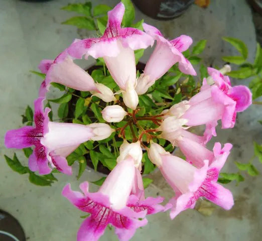Tecoma Pink Vine Flower Plant - Naturemart.in