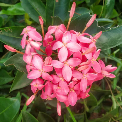 Chinese Ixora Flower Plant (Pink) - Naturemart.in
