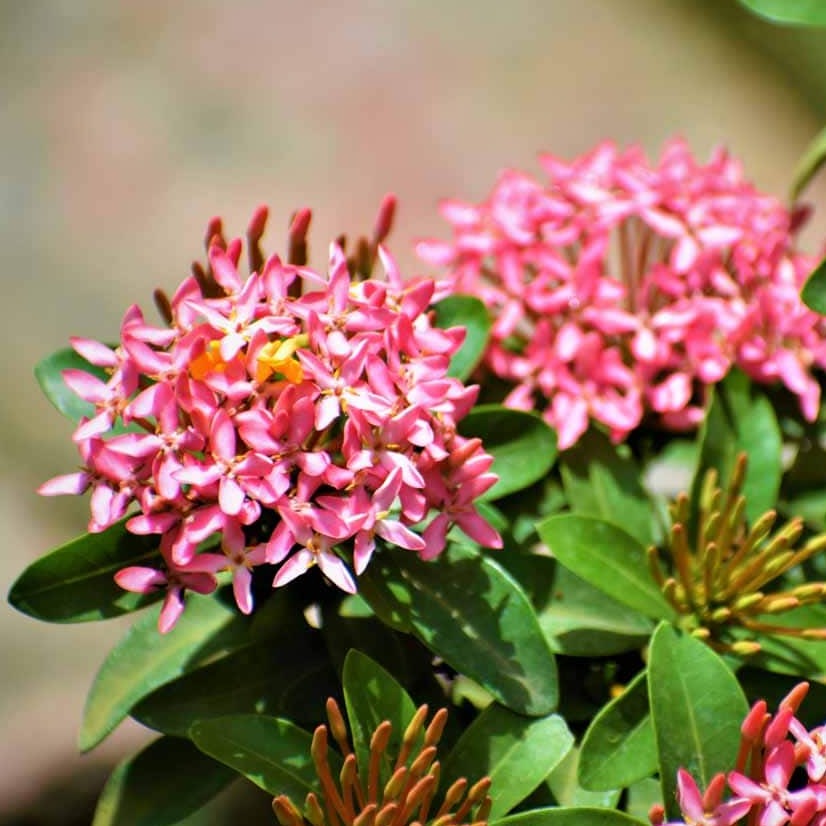 Chinese Ixora Flower Plant (Pink) - Naturemart.in