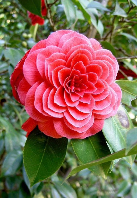 Camelia Flowers Plant For Gardening - Naturemart.in
