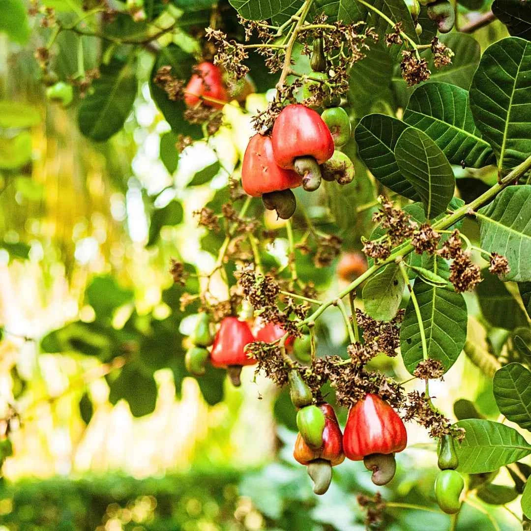 Hybrid Cashew Nut Fruit Plant For Gardening