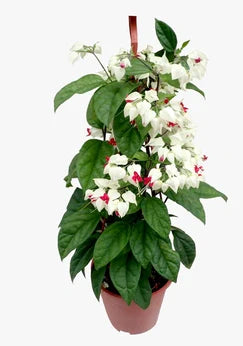 Bleeding Heart Vine White Creepers - Naturemart.in