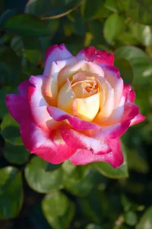 Colour Changing Rose Flower Plant - Naturemart.in