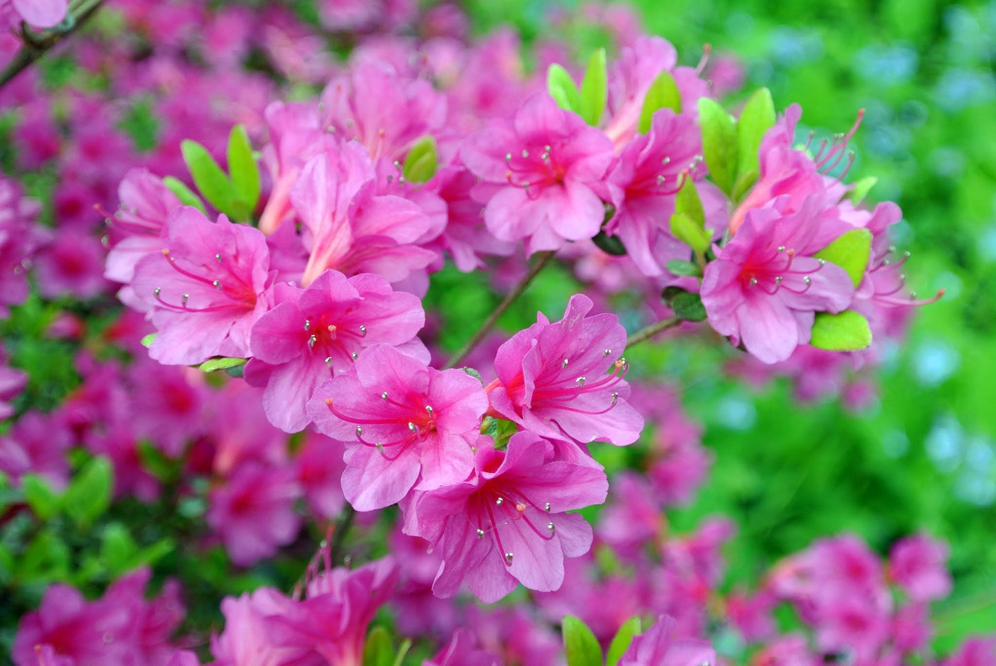 Azalea Flowers Plant For Gardening - Naturemart.in