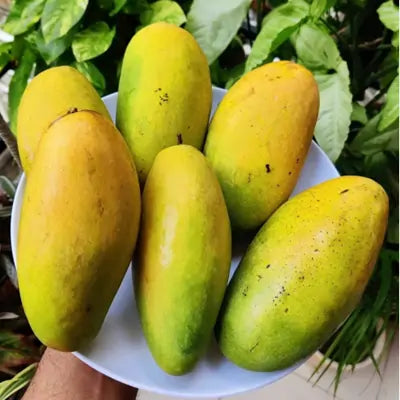 Dasheri Mango Fruit Plant (Grafted) - Naturemart.in