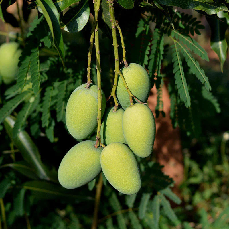Dasheri Mango Fruit Plant (Grafted) - Naturemart.in