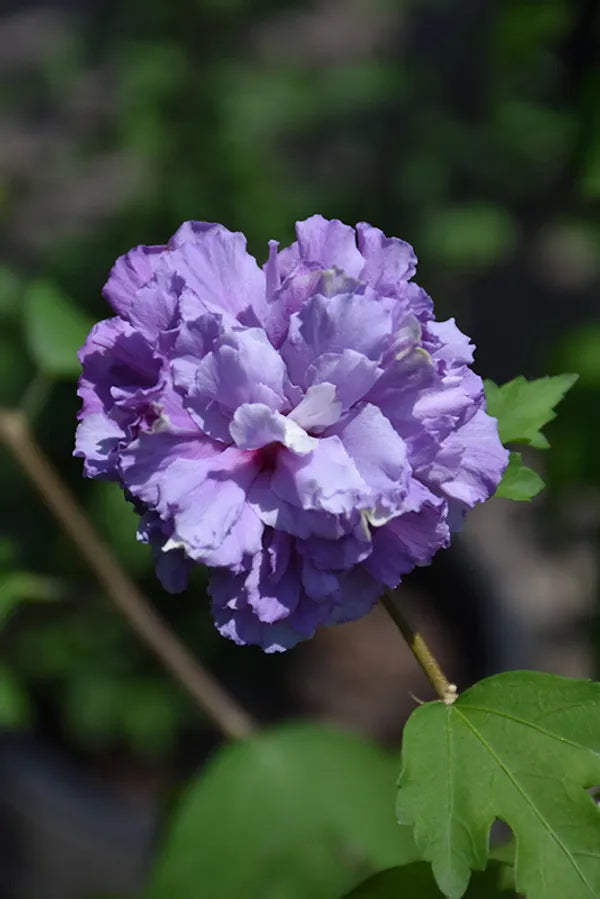 Blueberry Hibscus Flower Plant - Naturemart.in