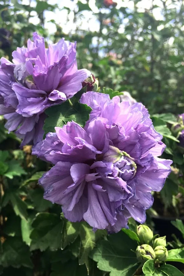 Blueberry Hibscus Flower Plant - Naturemart.in