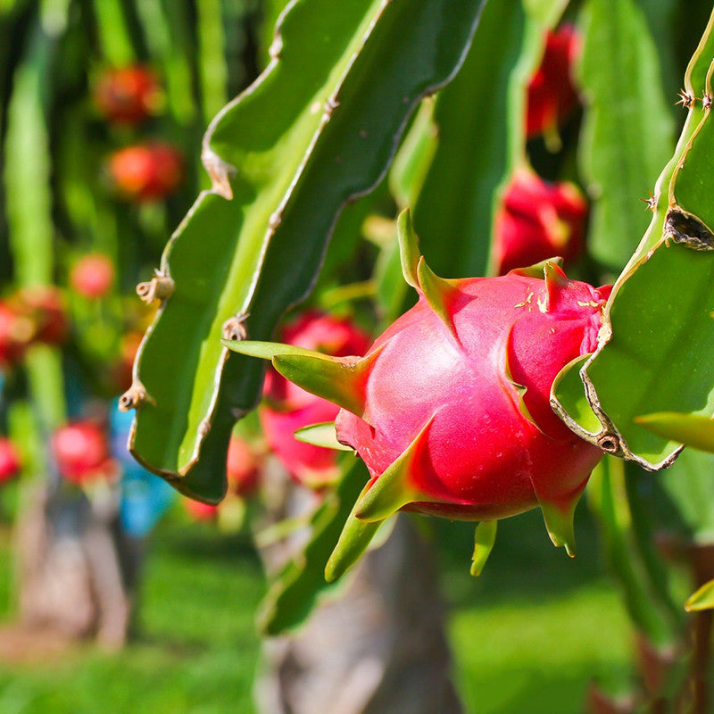 Dragon Fruit Plant For Home Garden - Naturemart.in