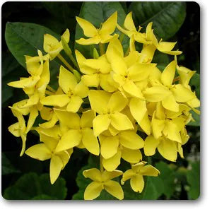 Chinese Ixora Flowers Plant (Yellow) - Naturemart.in