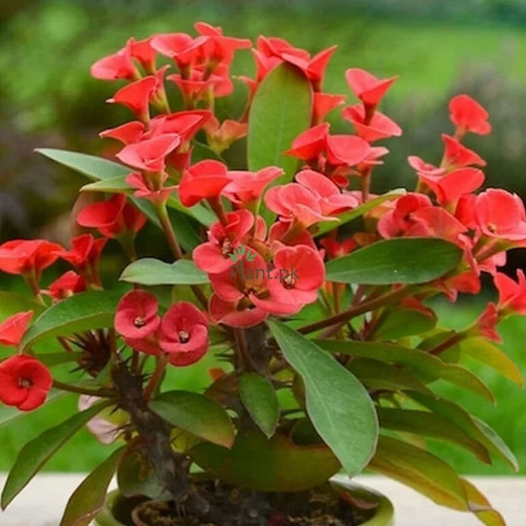 Euphorbia flowers plant (red) For Home Garden - Naturemart.in