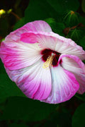 Austrelian Hibiscus Plant For Home Gardening - Naturemart.in