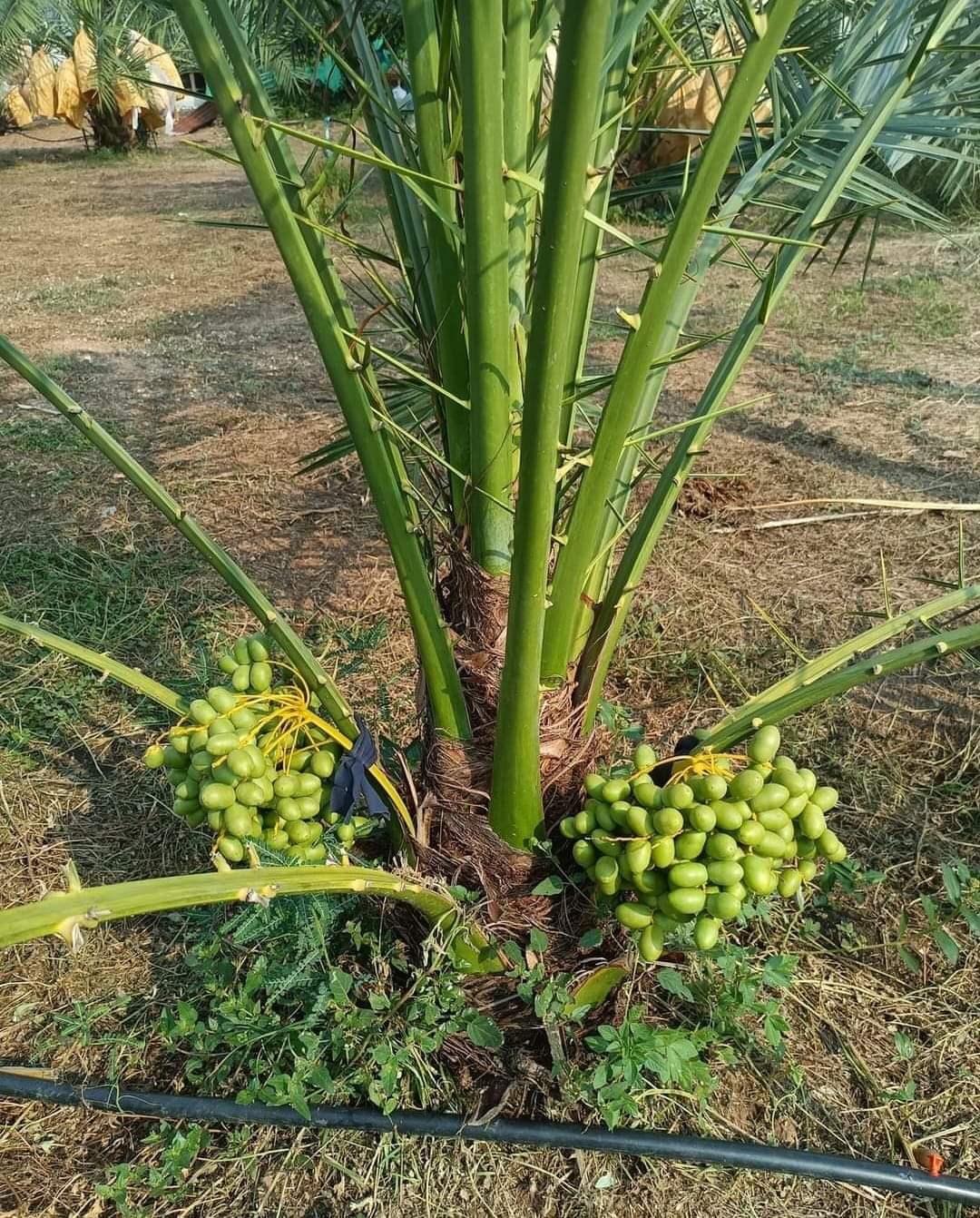 Arabian hybrid date plant - Naturemart.in