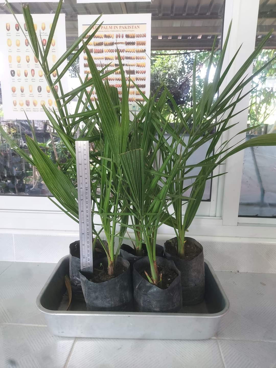 Arabian hybrid date plant - Naturemart.in